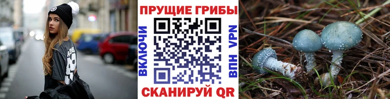 Псилоцибиновые грибы Psilocybe  МЕГА ссылка  Апшеронск 